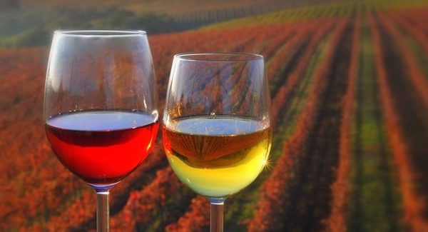 Kozarca-vina_U.-Trnkoczy-640x325