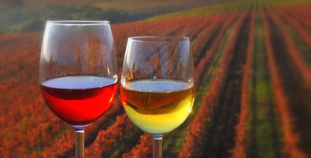 Kozarca-vina_U.-Trnkoczy-640x325