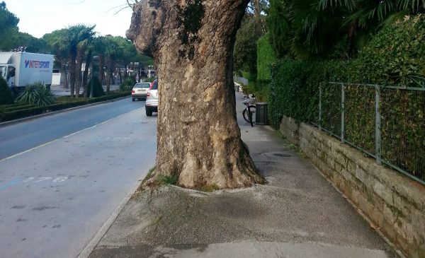 Platana Portoroz korenine in plocnik