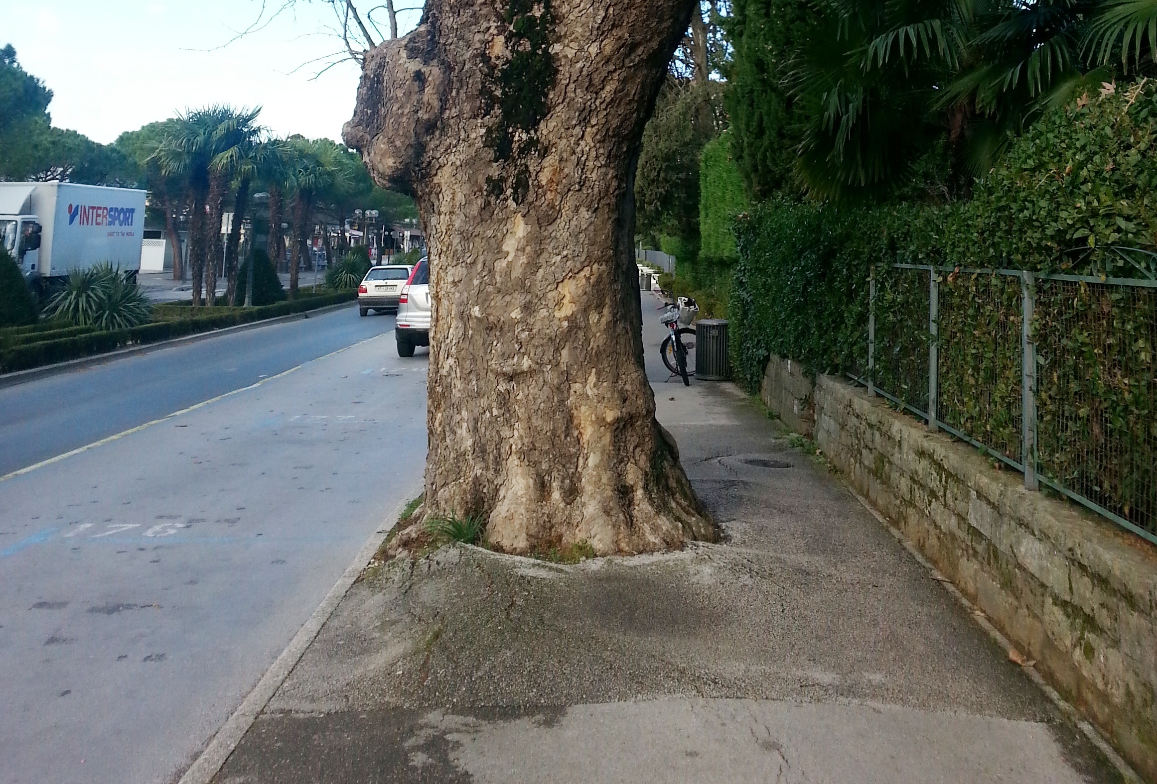 Platana Portoroz korenine in plocnik