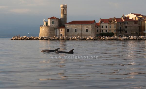 FotoDanDelfinov_AnaHace_Morigenos