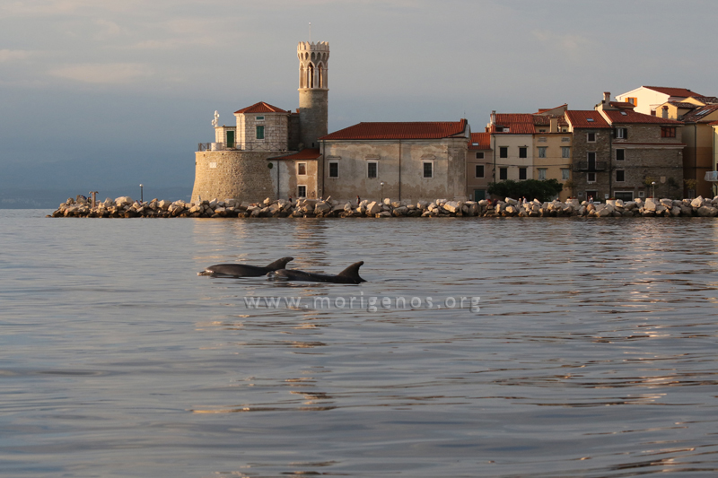 FotoDanDelfinov_AnaHace_Morigenos