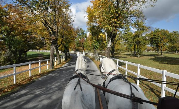lipiske-pasnike-obdaja-vec-kot-12-kilometrov-ograj
