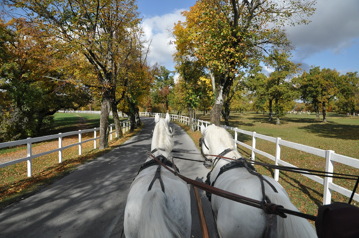 lipiske-pasnike-obdaja-vec-kot-12-kilometrov-ograj