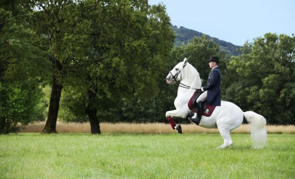 Levade je ena najzahtevnejših figur šole nad zemljo.