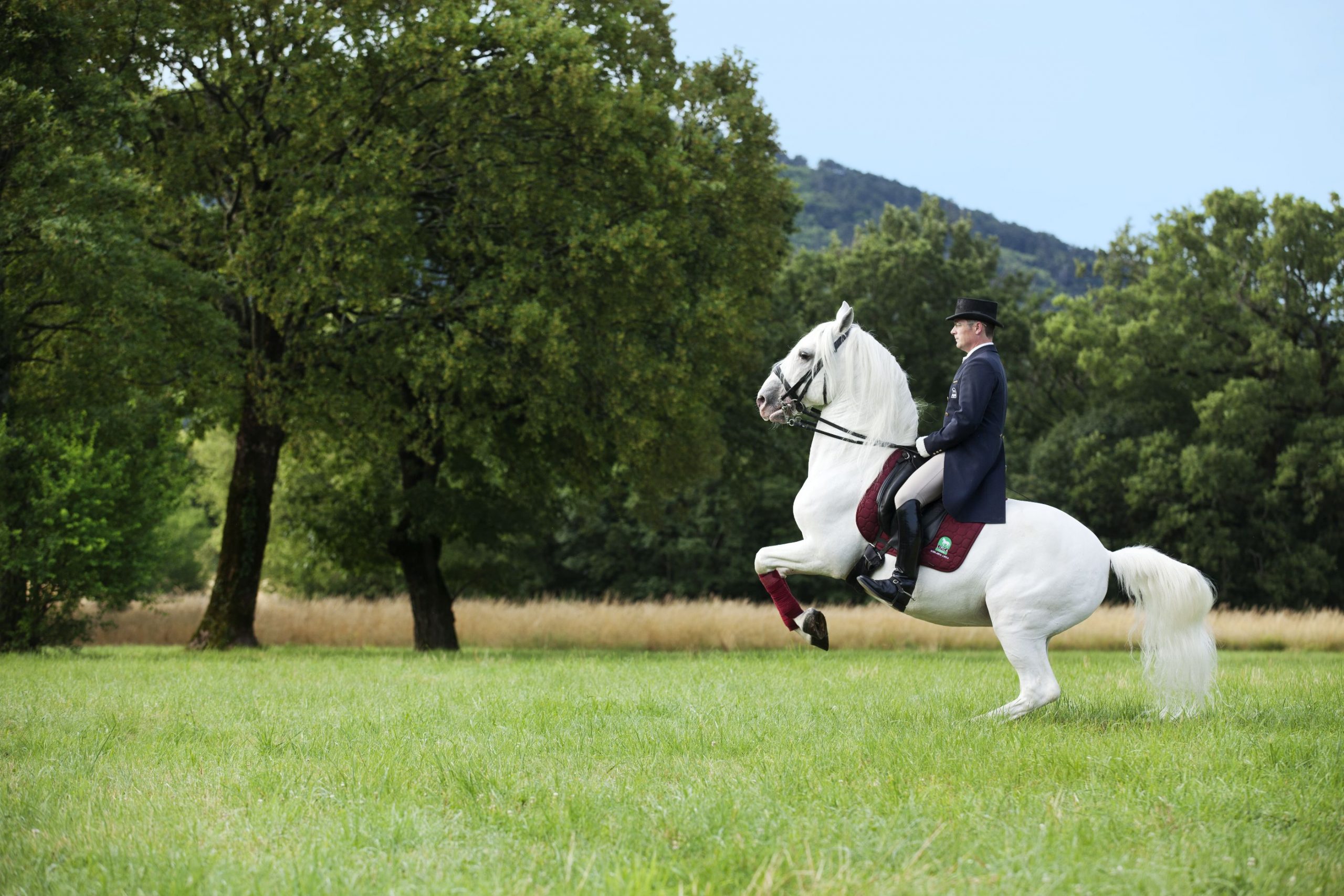Levade je ena najzahtevnejših figur šole nad zemljo.