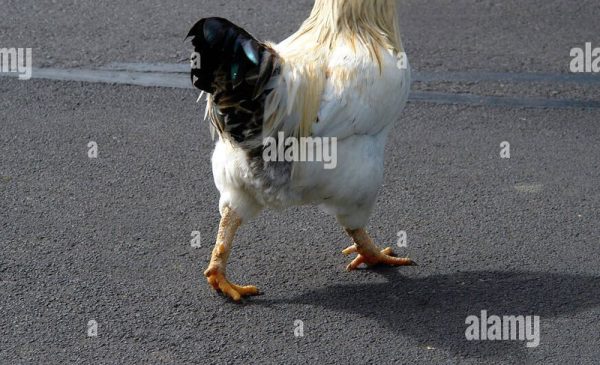 ultimate-chicken-spain.jpg